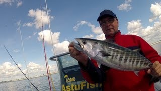 La pêche sportive de la bonite en Bretagne AstuFish [upl. by Anerrol]