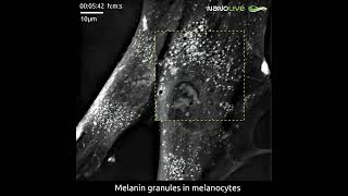 Melanin Granules on the Move in Melanocytes [upl. by Leinad]