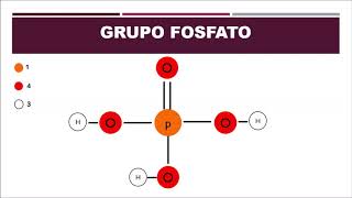 Biología 9° Grupo fosfato y Pentosas Semana 2 [upl. by Filide903]