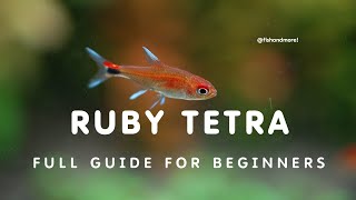 RUBY TETRA CARE GUIDE  HOW TO CARE FOR RUBY TETRA [upl. by Airamana]