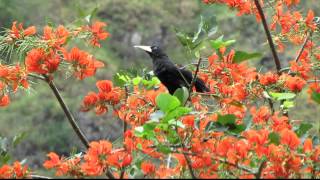 CRESTED OROPENDOLA  Psarocolius decumanus birding at Bogota [upl. by Afrikah]