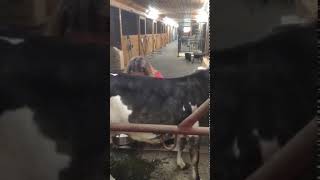 Milking Our Miniature Zebu Cow for the First time Cricket [upl. by Niarbo556]