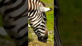 Animal NATURE Video [upl. by Ainalem]