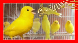 ✅ CANARIO CANTANDO  CANTE DE CANARIOS  Canario amarillo cantando [upl. by Eirod903]