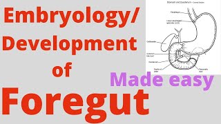 Foregut development Foregut Embryology Correlation with coeliac trunkCoeliac artery and branches [upl. by Ainafets14]