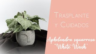 Aphelandra squarrosa quotWhite washquot cuidados y trasplante [upl. by Black920]