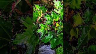 Green Begonia 💚💚 begornia ornamentalplants flower [upl. by Benjamin]