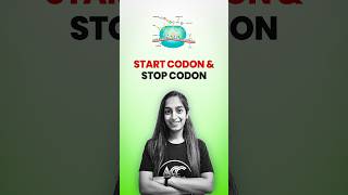 Start Codon amp Stop Codon [upl. by Bashemath]