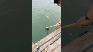 Penampakan buaya laut shorts ikan faktaunik buaya fishing mancing vidioshort shortvideo [upl. by Atteroc]