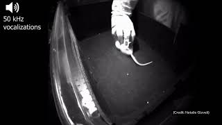 Watch Rats Laugh As Scientists Tickle Them [upl. by James]