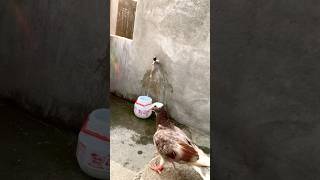 Kabutar ki video viral pigeon short kabutar short pigeon video viral short [upl. by Semyaj]