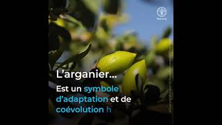 Les bienfaits de larganier [upl. by Haden]