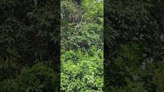 🌟🐒 Discover the Hidden Genius of Brazil’s Capuchin Monkeys – Watch It Before It’s Everywhere 🇧🇷🔥 [upl. by Dajma479]