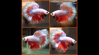 Betta Fish IMPERIAL RED DRAGON Rosetail Halfmoon Male X440 [upl. by Izaak]