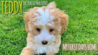 Bringing Home Teddy the teacup Maltipoo Puppy  My first days home [upl. by Yovonnda]