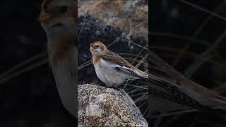 Bruant des neiges Plectrophenax nivalis Le Curnic Guissény ornithologie oiseaux birdwatching [upl. by Einatirb900]