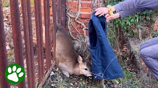 Woman saves deer in backyard [upl. by Jestude]