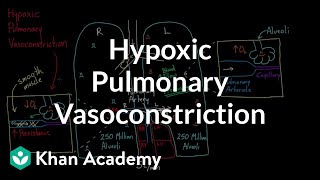 Hypoxic pulmonary vasoconstriction  Circulatory system physiology  NCLEXRN  Khan Academy [upl. by Marian]