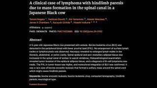 Lymphoma with hindlimb paresis due to mass formation in the spinal canal in a Japanese Black cow [upl. by Jari]