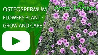 Osteospermum flowers plant  grow and care [upl. by Sculley]