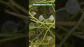 Bladderwort plant shots amazingfacts technology trendingshorts [upl. by Nevsa]