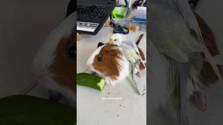 Budgie hairdresser for sheltie guinea pig 😁 cavy guineapig guineapigs ginepig guineapigslove [upl. by Eiroj]