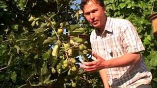 How to get your Figs on your Fig Tree to Ripen Faster [upl. by Bostow]