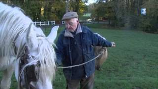 Emile et ses chevaux boulonnais [upl. by Sharlene]