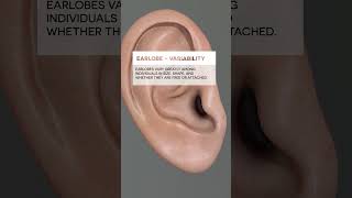 Earlobe ear biology medical anatomy [upl. by Gnilyam]