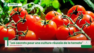 quotLes secrets pour une culture réussie de la tomatequot [upl. by Demb]