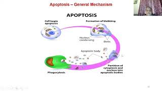 Cell Synchronization  Cell Senescence and Apoptosis by DrKPRenukaDevi [upl. by Atsocal978]