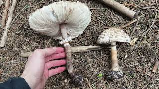 Diferencias entre el parasol bueno y el parasol enrojeciente Macrolepiota procera y M rhacodes [upl. by Jessika143]