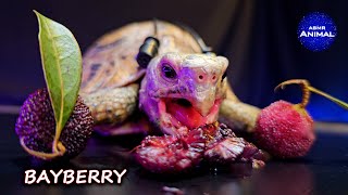 ASMR EATING BAYBERRY MUKBANG ðŸ¢ Turtle Tortoise 163 [upl. by Barmen873]