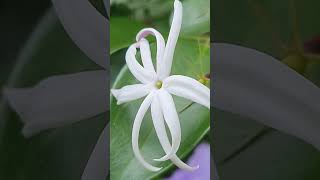 Jasminum Nervosum [upl. by Trebled731]