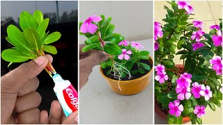 Best amp easy to way grow periwinkle flower plant from cutting at home  Gardening method for home [upl. by Hgielac]