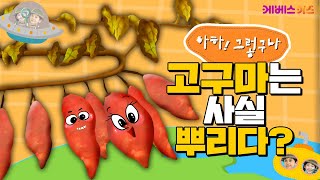 고구마는 사실 열매가 아니라 뿌리다ㅣ고구마의 비밀ㅣ아하 그렇구나ㅣKBS 방송 [upl. by Ashien]