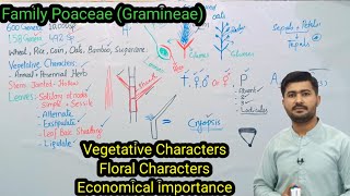 916 Family Poaceae Gramineae  Characteristics of Family Poaceae Biology class 11 [upl. by Noami]