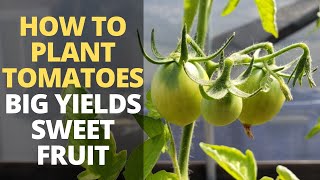 How to Plant Tomatoes for MASSIVE Harvest amp SWEET Fruit [upl. by Fedak561]