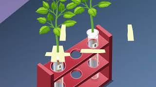 STUDY OF PHOTOTROPISM AND GEOTROPISM IN PLANTS [upl. by Alled]