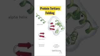 How Proteins Fold The Tertiary Structure of Proteins Explained BME210 [upl. by Ennoved669]