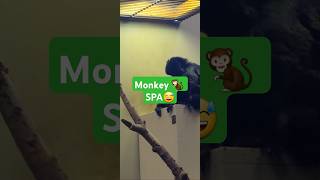 Happy Monkey Spa 🐒🌞👍 [upl. by Neve514]