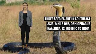 King Cobra Bite Sparks Discovery of 4 New Species Led by Indian Herpetologist [upl. by Arvie]