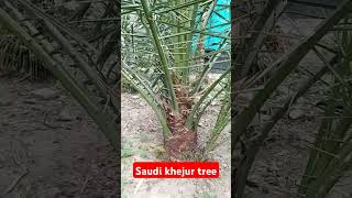 Saudi khejur tree Bangladesh 2024  Saudi detas [upl. by Lonny]