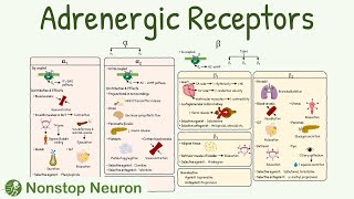 Adrenergic Receptors Types Distribution Mechanism Agonist Antagonist [upl. by Regina]