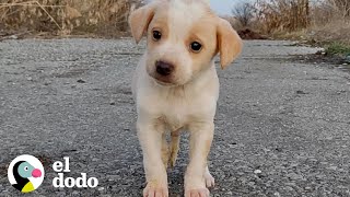 Cachorro encontrado con basura no dejaría de temblar  El Dodo [upl. by Nylrebma]