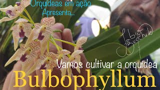 VEJA COMO CULTIVAR BULBOPHYLLUM DESCUBRA QUAL O GÊNERO QUE MAIS POSSUI ESPÉCIES ENTRE AS ORQUÍDEAS [upl. by Vince]