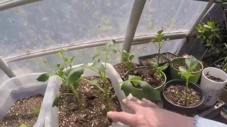 GROWING NEW DAHLIAS FROM CUTTINGS [upl. by Enyawud601]