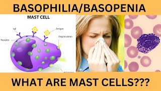 BASOPHILS NORMAL RANGE FUNCTIONSINCREASED BASOPHIL COUNT BASOPHILIABASOPENIAMAST CELLS [upl. by Nylear]