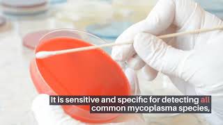 Detect and Eliminate Mycoplasma Contamination with MP Bio [upl. by Nivlad]