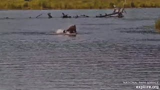 Water Zoomies with 230 Ben or 164 Bucky or Somebear exploreorg RW cam 071924 [upl. by Aknayirp]